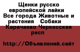 Щенки русско европейской лайки - Все города Животные и растения » Собаки   . Карачаево-Черкесская респ.